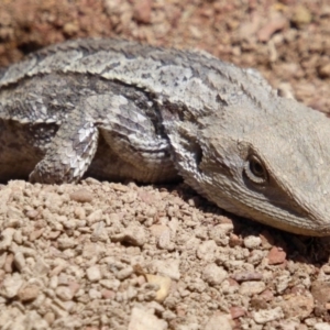 Amphibolurus muricatus at Gungahlin, ACT - 13 Nov 2016