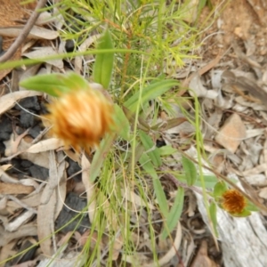 Coronidium oxylepis subsp. lanatum at Belconnen, ACT - 13 Nov 2016