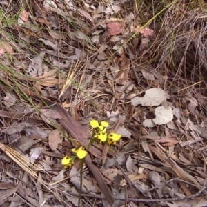 Diuris sulphurea at Wanniassa Hill - suppressed