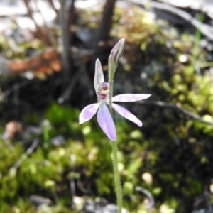 Caladenia carnea at Burrinjuck, NSW - suppressed