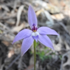 Glossodia major (Wax Lip Orchid) at Burrinjuck Nature Reserve - 28 Sep 2016 by RyuCallaway