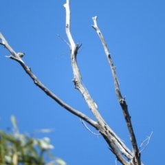 Daphoenositta chrysoptera (Varied Sittella) at Burrinjuck, NSW - 28 Sep 2016 by RyuCallaway