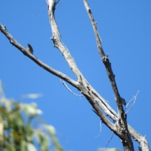 Daphoenositta chrysoptera at Burrinjuck, NSW - 28 Sep 2016 02:40 PM