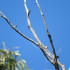 Daphoenositta chrysoptera at Burrinjuck, NSW - 28 Sep 2016