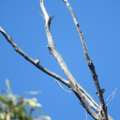 Daphoenositta chrysoptera at Burrinjuck, NSW - 28 Sep 2016 02:40 PM