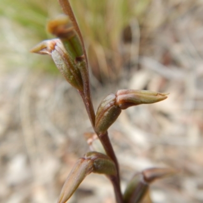 Prasophyllum brevilabre (Short-lip Leek Orchid) at Canberra Central, ACT - 13 Nov 2016 by MichaelMulvaney