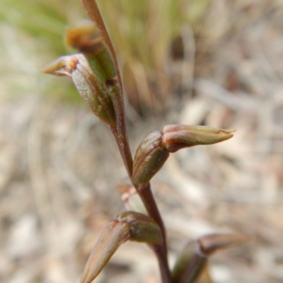 Paraprasophyllum brevilabre (Short-lip Leek Orchid) at Point 5515 - 13 Nov 2016 by MichaelMulvaney