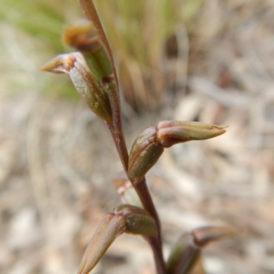 Prasophyllum brevilabre (Short-lip Leek Orchid) at Point 5515 - 13 Nov 2016 by MichaelMulvaney