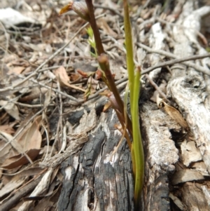 Paraprasophyllum brevilabre at Point 5515 - 13 Nov 2016