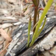 Paraprasophyllum brevilabre at Point 5515 - 13 Nov 2016