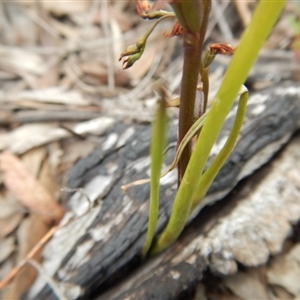 Paraprasophyllum brevilabre at Undefined Area - suppressed