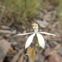 Caladenia moschata (Musky Caps) at Canberra Central, ACT - 13 Nov 2016 by MichaelMulvaney