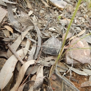 Caladenia moschata at Point 5515 - suppressed