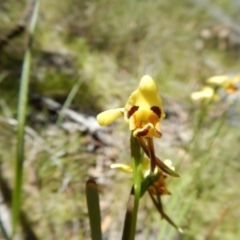 Diuris sulphurea (Tiger Orchid) at Canberra Central, ACT - 13 Nov 2016 by MichaelMulvaney