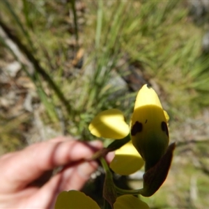 Diuris sulphurea at Point 5363 - suppressed