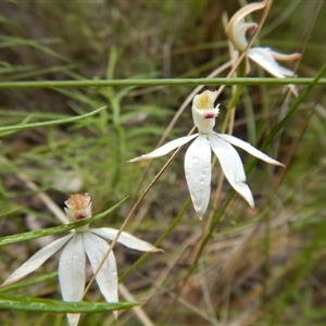 Caladenia moschata at Point 5595 - suppressed