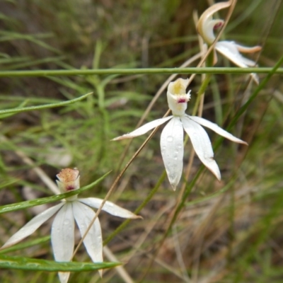 Caladenia moschata (Musky Caps) at Canberra Central, ACT - 13 Nov 2016 by MichaelMulvaney