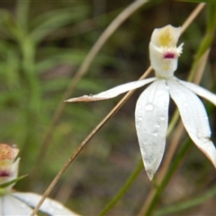 Caladenia moschata at Point 5595 - suppressed