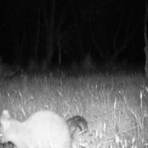 Trichosurus vulpecula at Gungahlin, ACT - 13 Nov 2016 12:00 AM