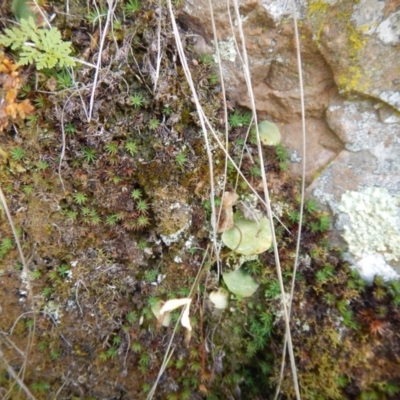 Cyrtostylis reniformis (Common Gnat Orchid) at Point 5595 by MichaelMulvaney