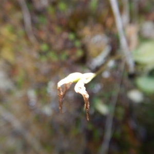 Cyrtostylis reniformis at suppressed - suppressed