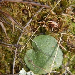 Cyrtostylis reniformis at suppressed - 13 Nov 2016