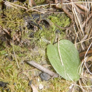 Cyrtostylis reniformis at suppressed - suppressed