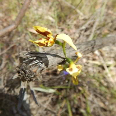 Diuris sulphurea (Tiger Orchid) at Canberra Central, ACT - 13 Nov 2016 by MichaelMulvaney