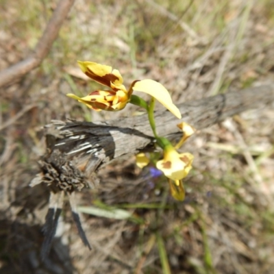 Diuris sulphurea (Tiger Orchid) at Point 4762 - 13 Nov 2016 by MichaelMulvaney