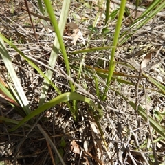 Diuris sulphurea at Undefined Area - suppressed