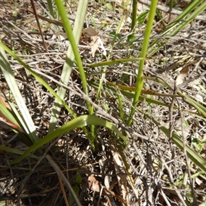 Diuris sulphurea at Point 4762 - suppressed