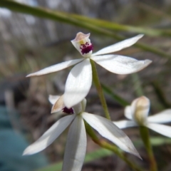 Caladenia cucullata (Lemon Caps) at Canberra Central, ACT - 13 Nov 2016 by MichaelMulvaney