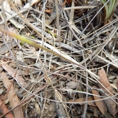 Caladenia cucullata at Point 4762 - 13 Nov 2016