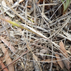 Caladenia cucullata at Undefined Area - suppressed