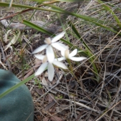 Caladenia cucullata at Point 4762 - 13 Nov 2016