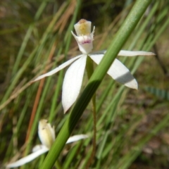 Caladenia moschata (Musky Caps) at Canberra Central, ACT - 13 Nov 2016 by MichaelMulvaney