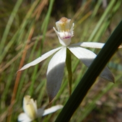 Caladenia moschata at Undefined Area - suppressed