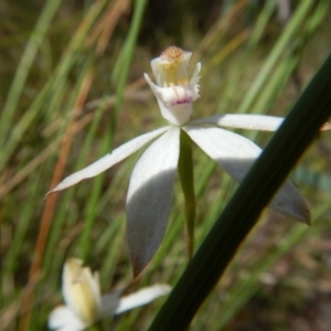 Caladenia moschata at Point 4762 - 13 Nov 2016