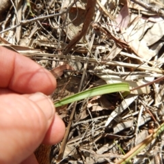 Thelymitra sp. (A Sun Orchid) at Canberra Central, ACT - 13 Nov 2016 by MichaelMulvaney