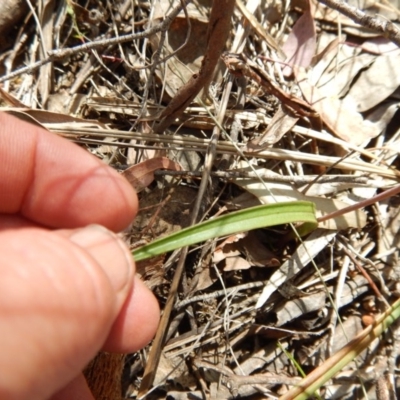 Thelymitra sp. (A Sun Orchid) at Point 4762 - 13 Nov 2016 by MichaelMulvaney