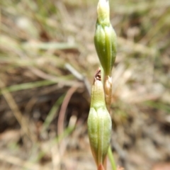 Thelymitra sp. at Undefined Area - suppressed