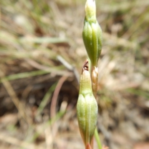 Thelymitra sp. at Undefined Area - suppressed