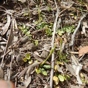 Pterostylis nutans at Point 4762 - 13 Nov 2016