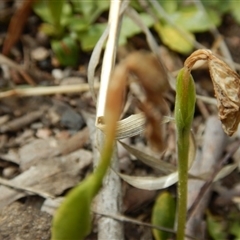 Pterostylis nutans at Undefined Area - suppressed