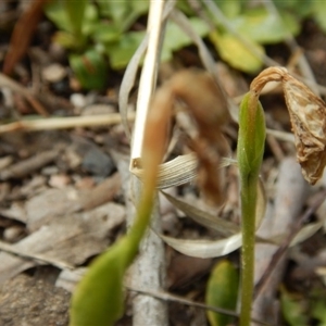 Pterostylis nutans at Point 4762 - 13 Nov 2016