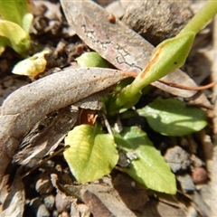 Pterostylis nutans at Point 4762 - 13 Nov 2016