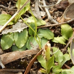 Pterostylis nutans at Point 4762 - suppressed