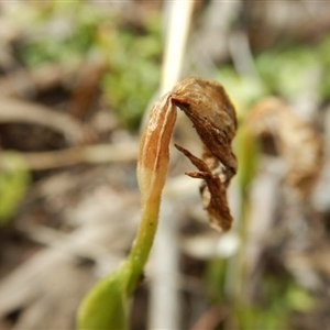 Pterostylis nutans at Point 4762 - 13 Nov 2016