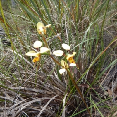 Diuris sulphurea (Tiger Orchid) at Canberra Central, ACT - 13 Nov 2016 by MichaelMulvaney