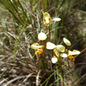 Diuris sulphurea at Undefined Area - suppressed